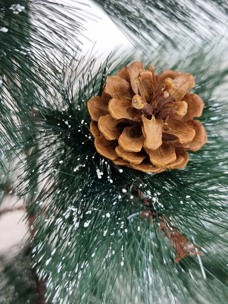 сосна шишки 120см